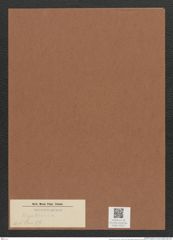 Hyalosira sp. (de-Toni-Nr.: Genus ad 97) Zeichnungen Sammlung Grunow Mappe 03317 (Herbarium_W_Grunow_drawings_Folder_03317)